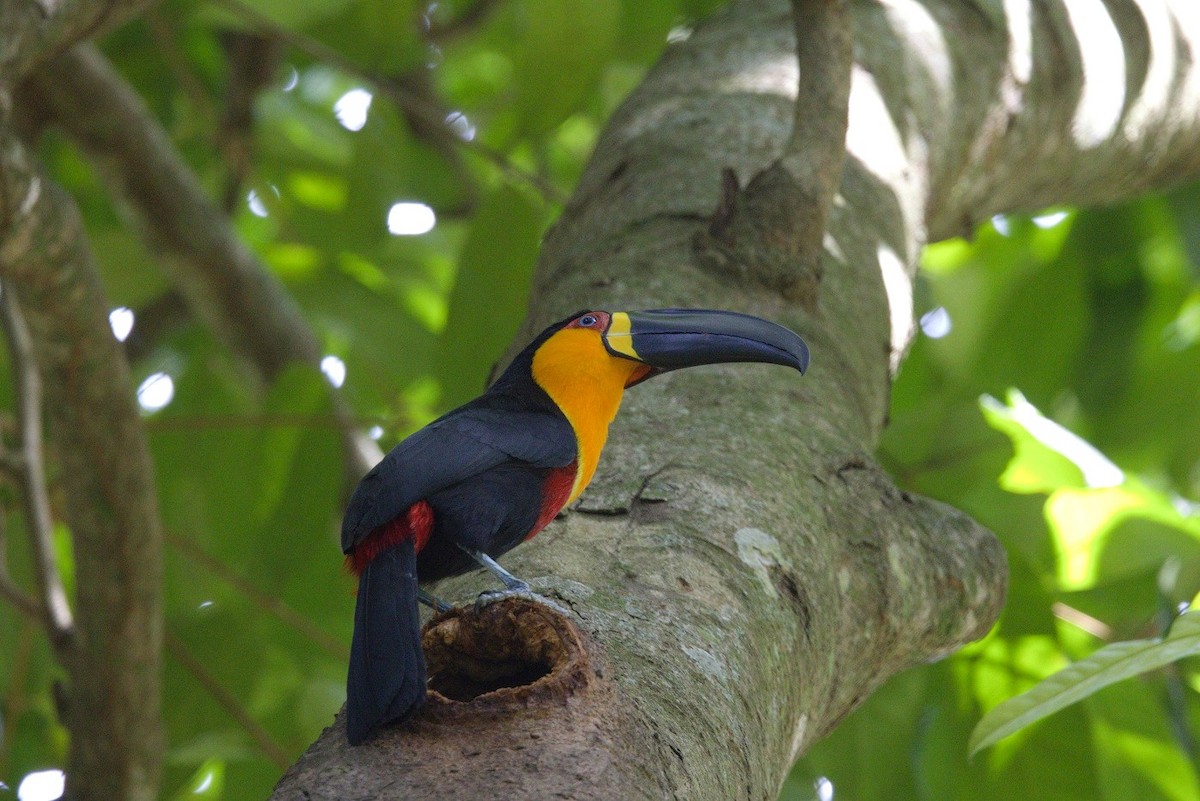 Channel-billed Toucan - ML646298425