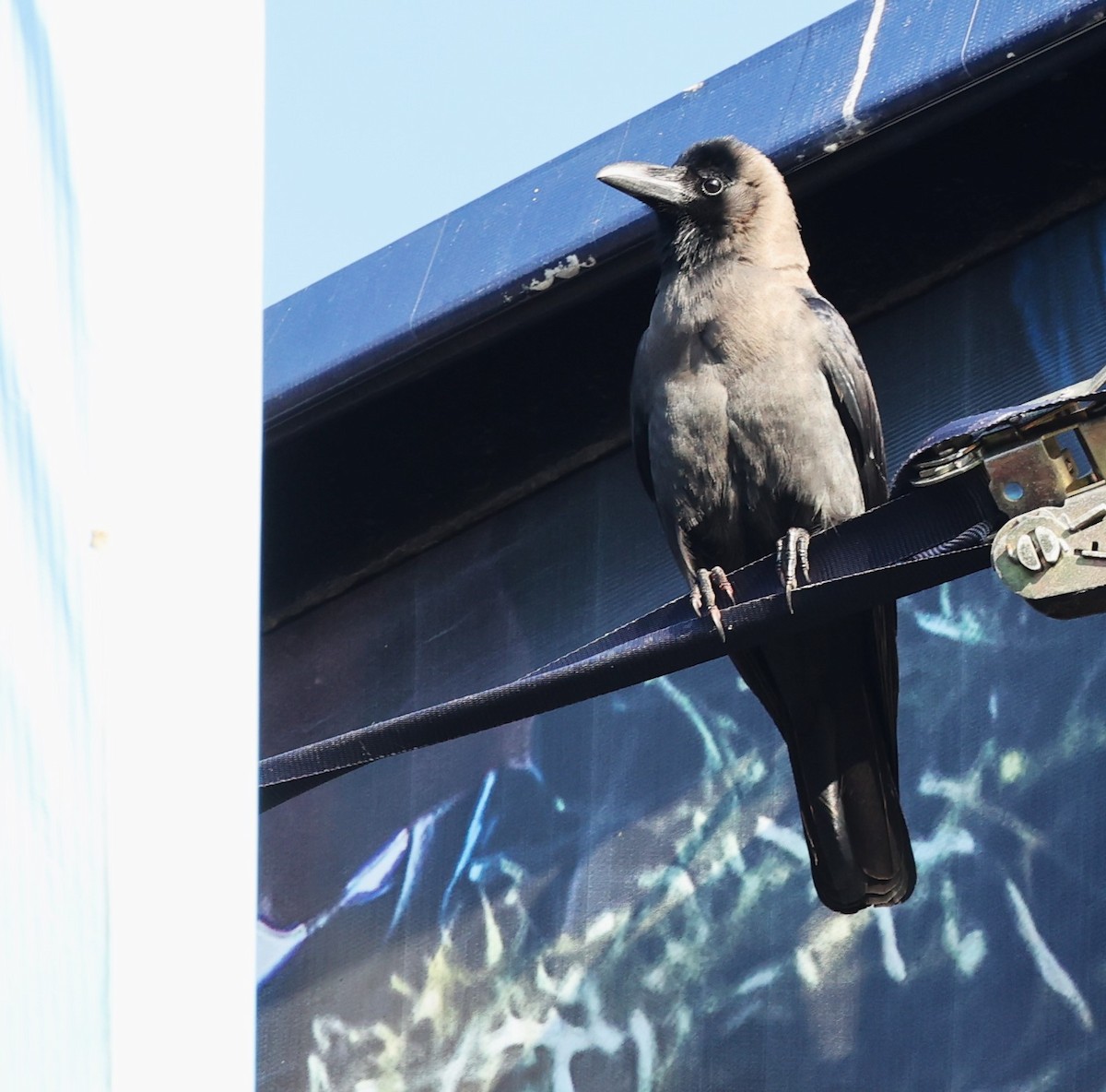 Corbeau familier - ML646298427