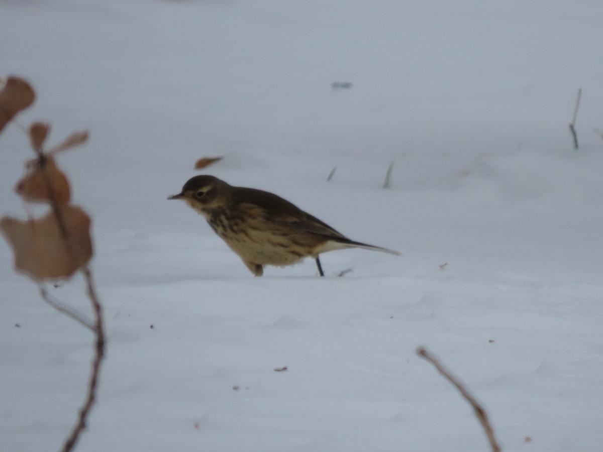 American Pipit - ML646298428