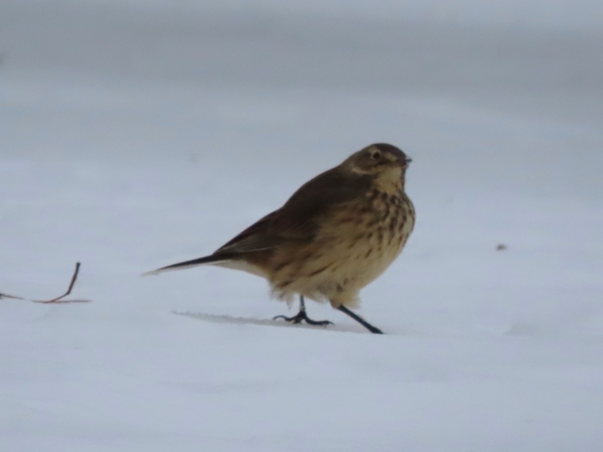 American Pipit - ML646298430