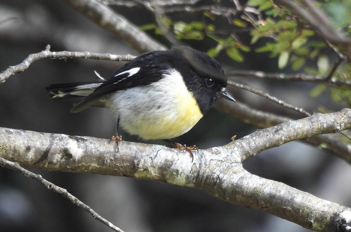 ニュージーランドヒタキ - ML646298433