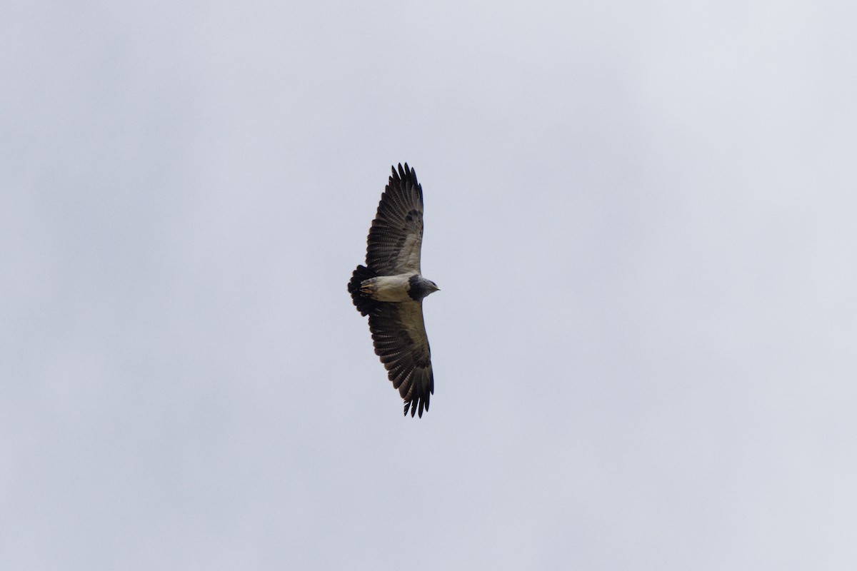 Black-chested Buzzard-Eagle - ML646298434
