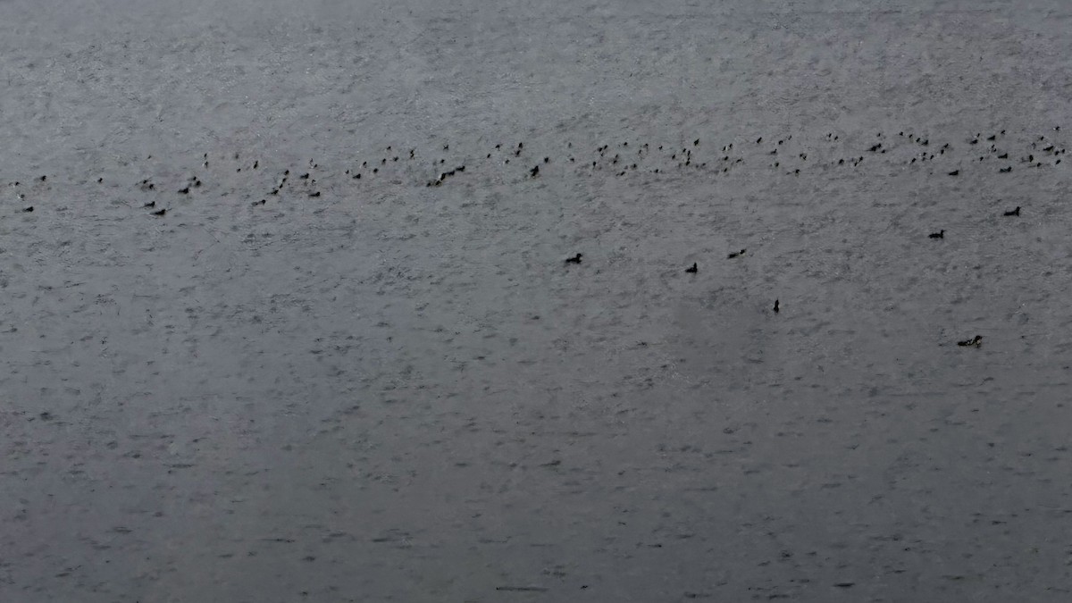 Common Merganser - ML646298439