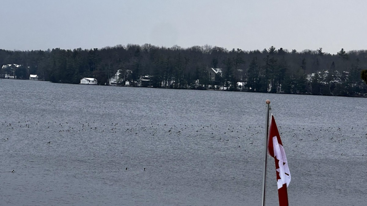 Common Merganser - ML646298440