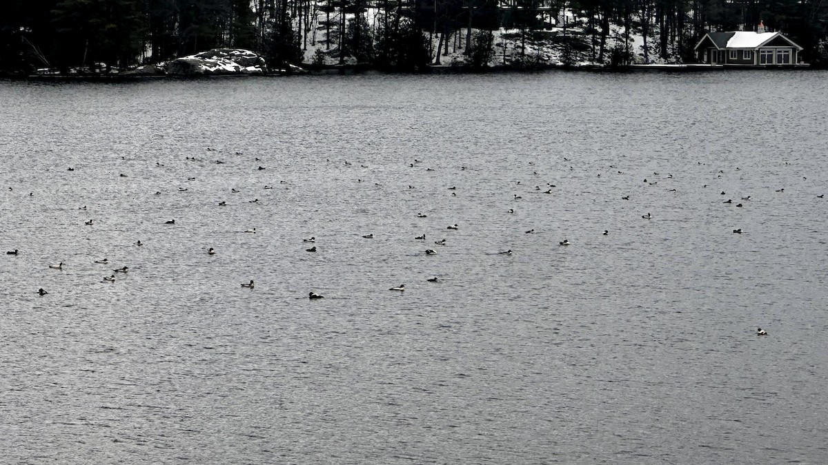 Common Merganser - ML646298441