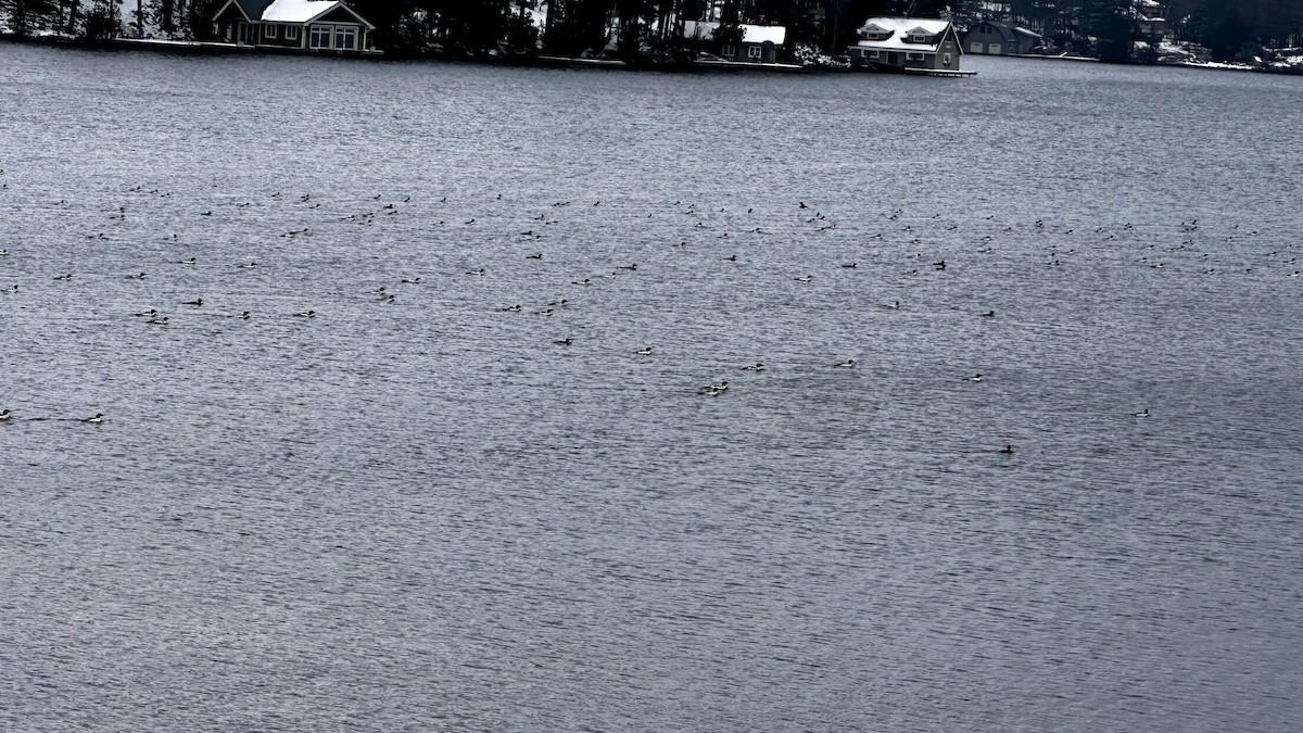 Common Merganser - ML646298442