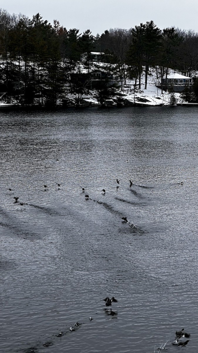 Common Merganser - ML646298443