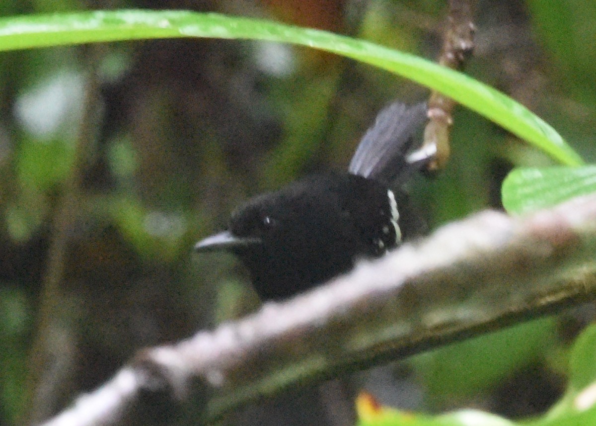 Dot-winged Antwren - ML646298447