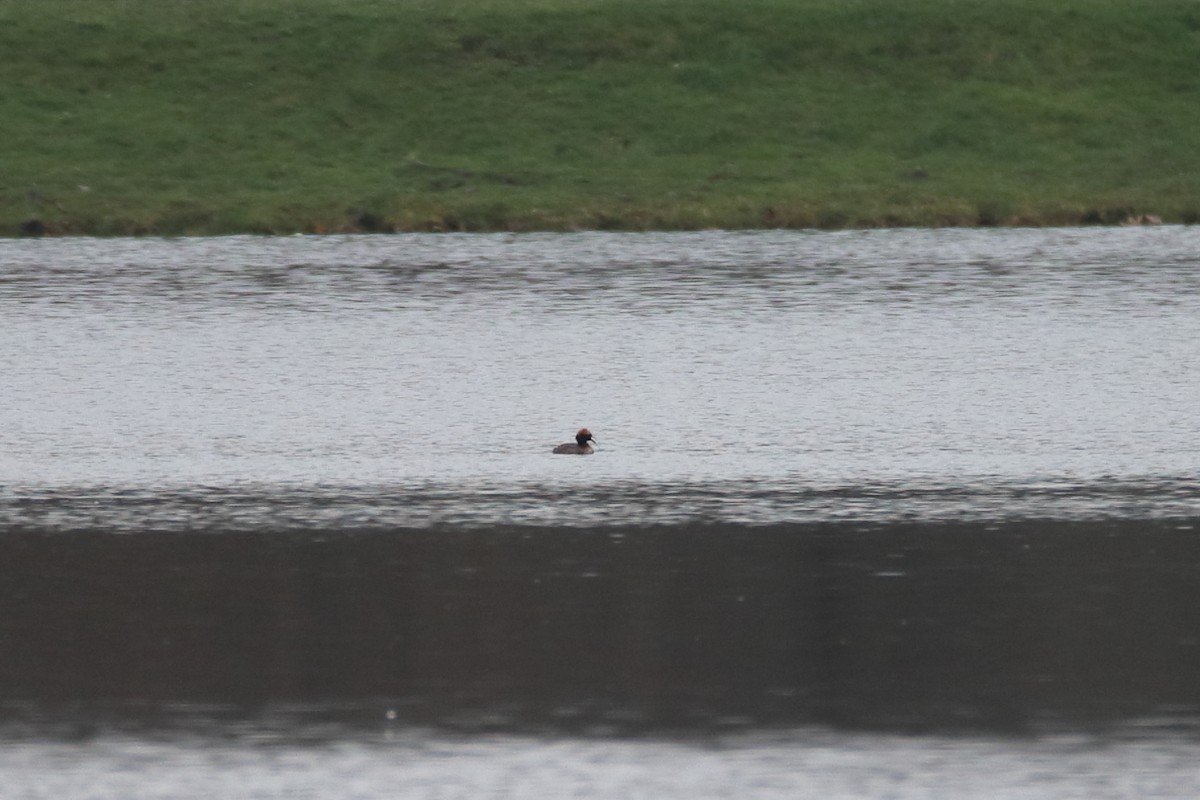 ミミカイツブリ - ML646298448