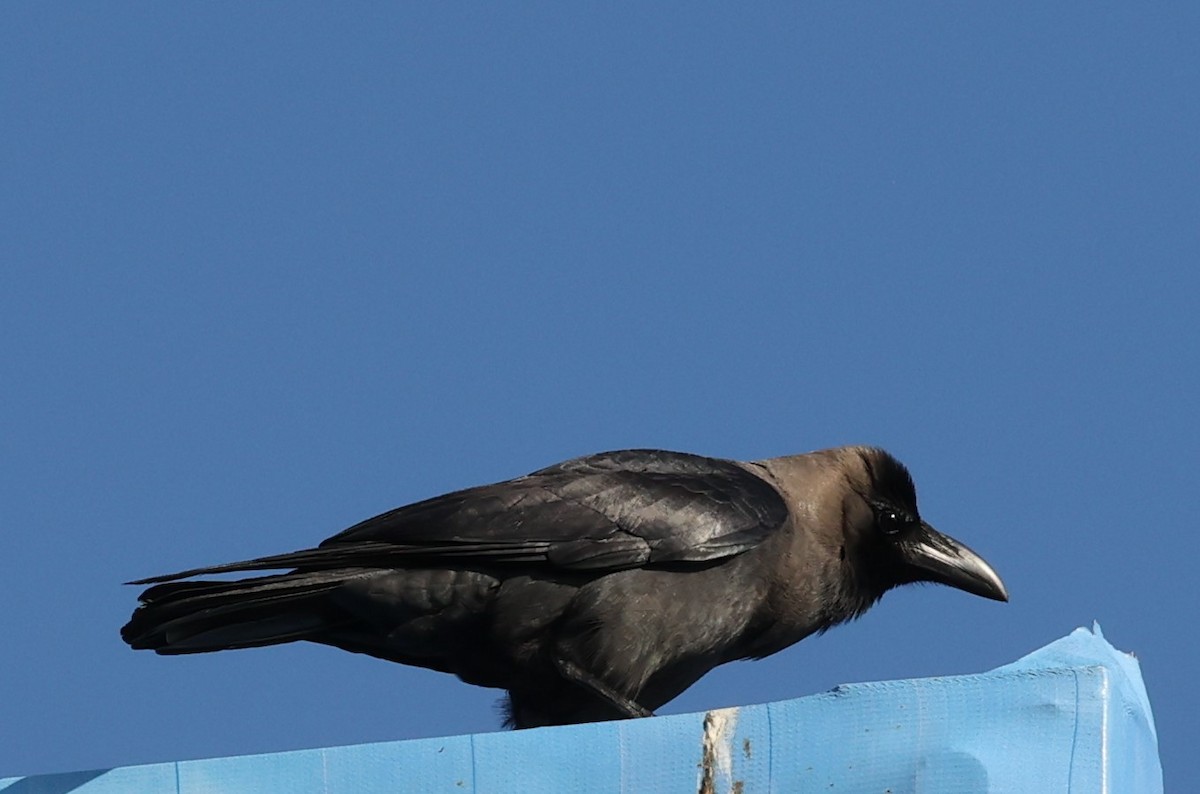 Corbeau familier - ML646298449