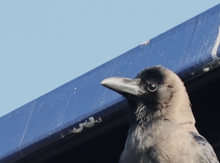 Corbeau familier - ML646298454