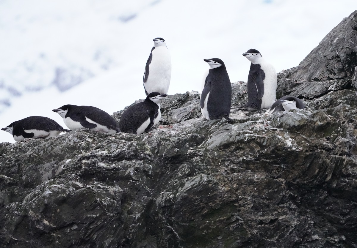 Chinstrap Penguin - ML646298463