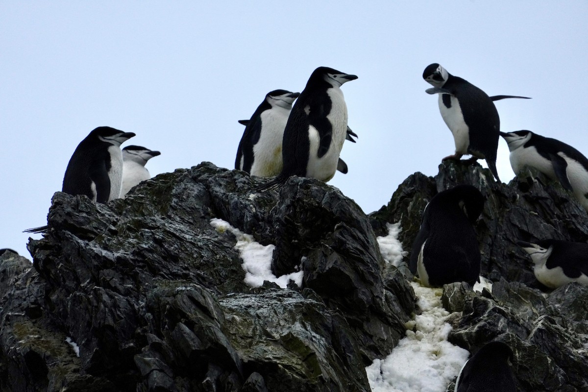 Chinstrap Penguin - ML646298464