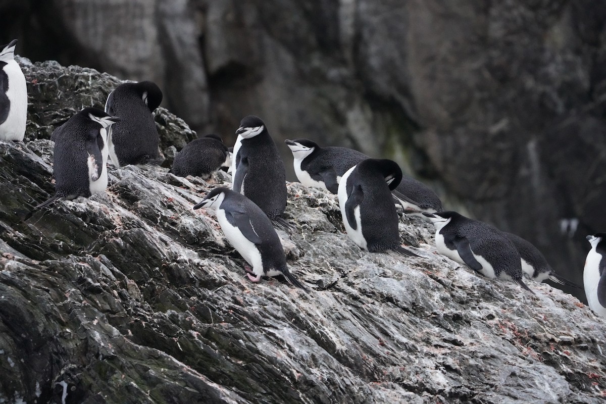 Chinstrap Penguin - ML646298465