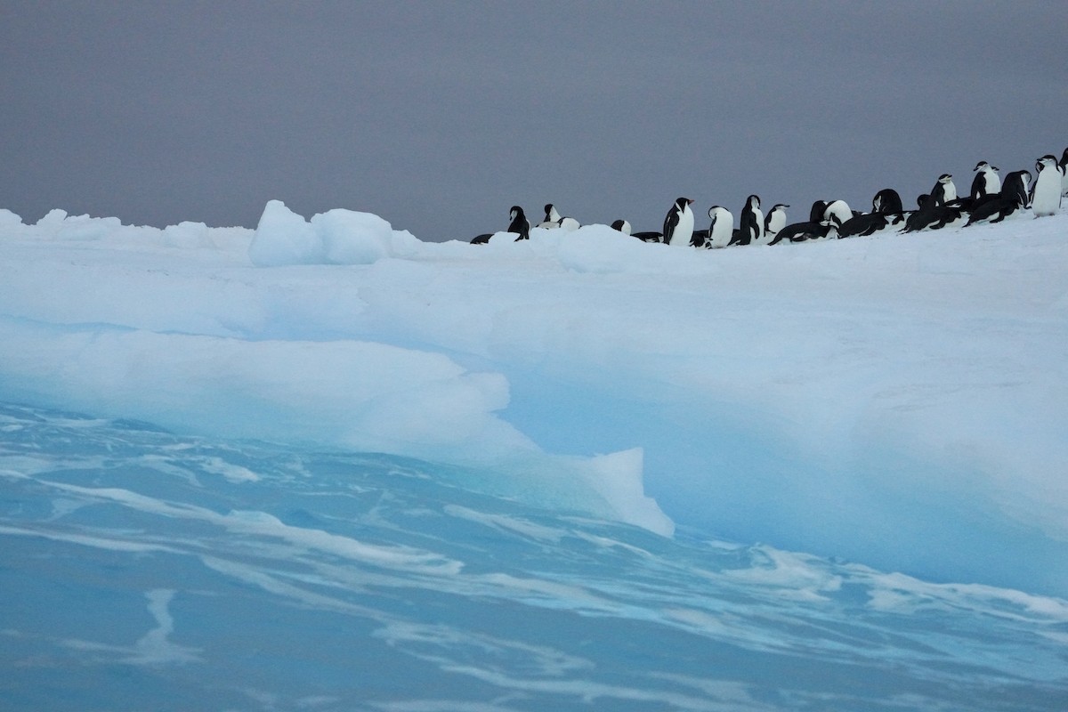 Chinstrap Penguin - ML646298466