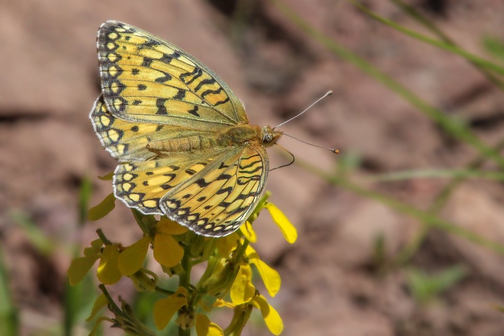 American Silver-bordered Fritillary - ML646298468