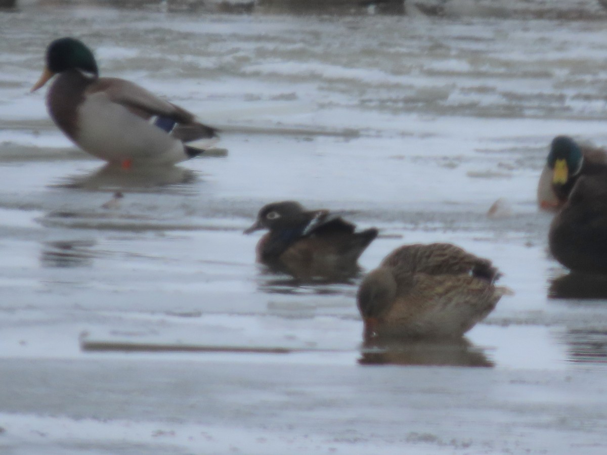 Wood Duck - ML646298470