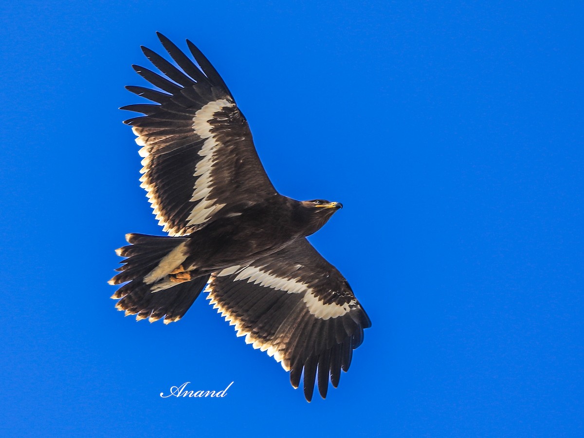 Águila Esteparia - ML646298476