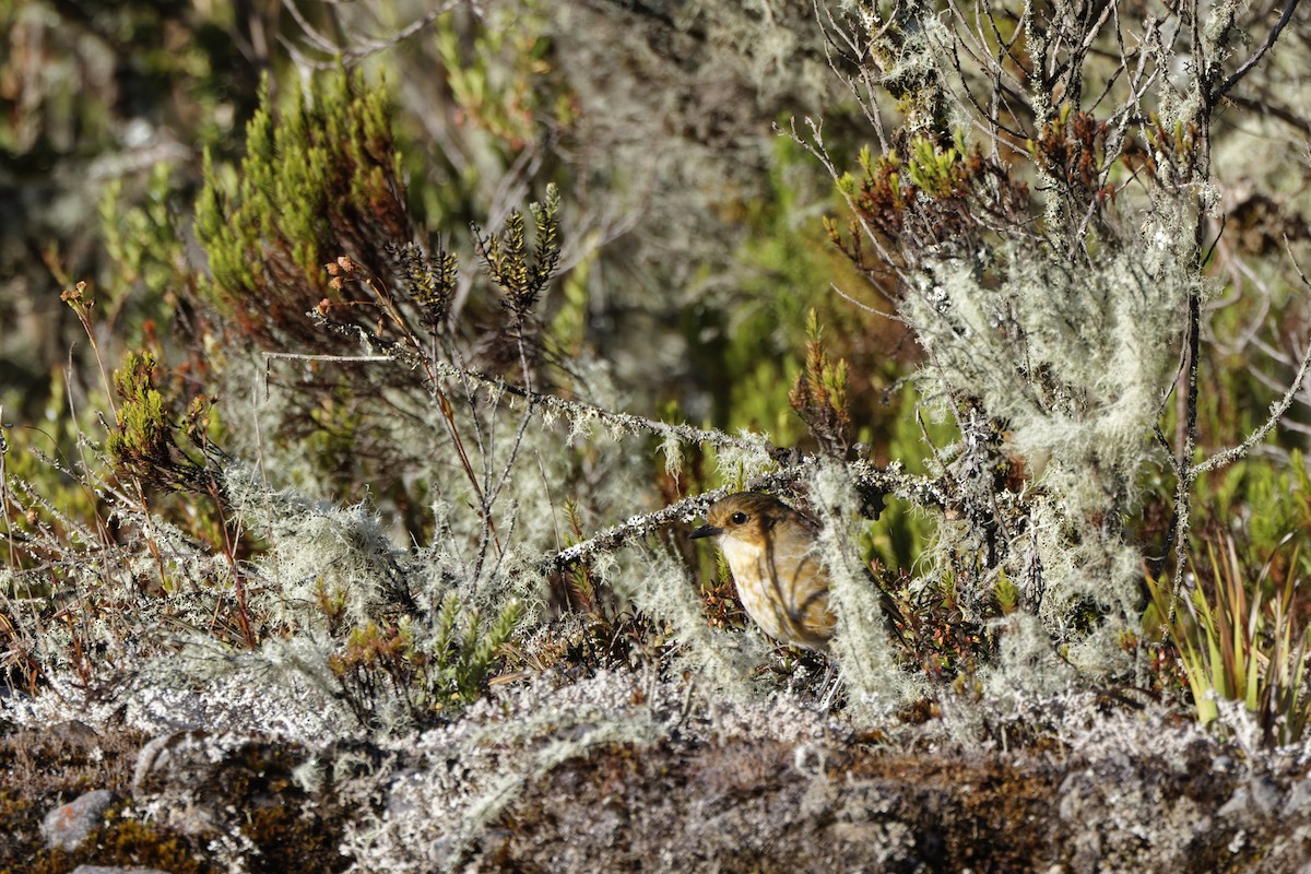 Boyaca Antpitta - ML646298484