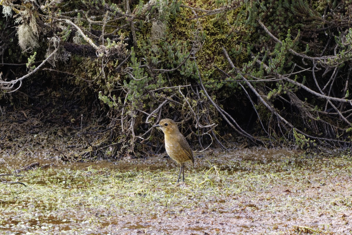 Boyaca Antpitta - ML646298485