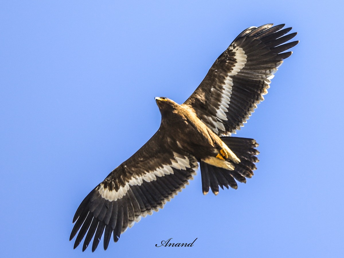Águila Esteparia - ML646298486