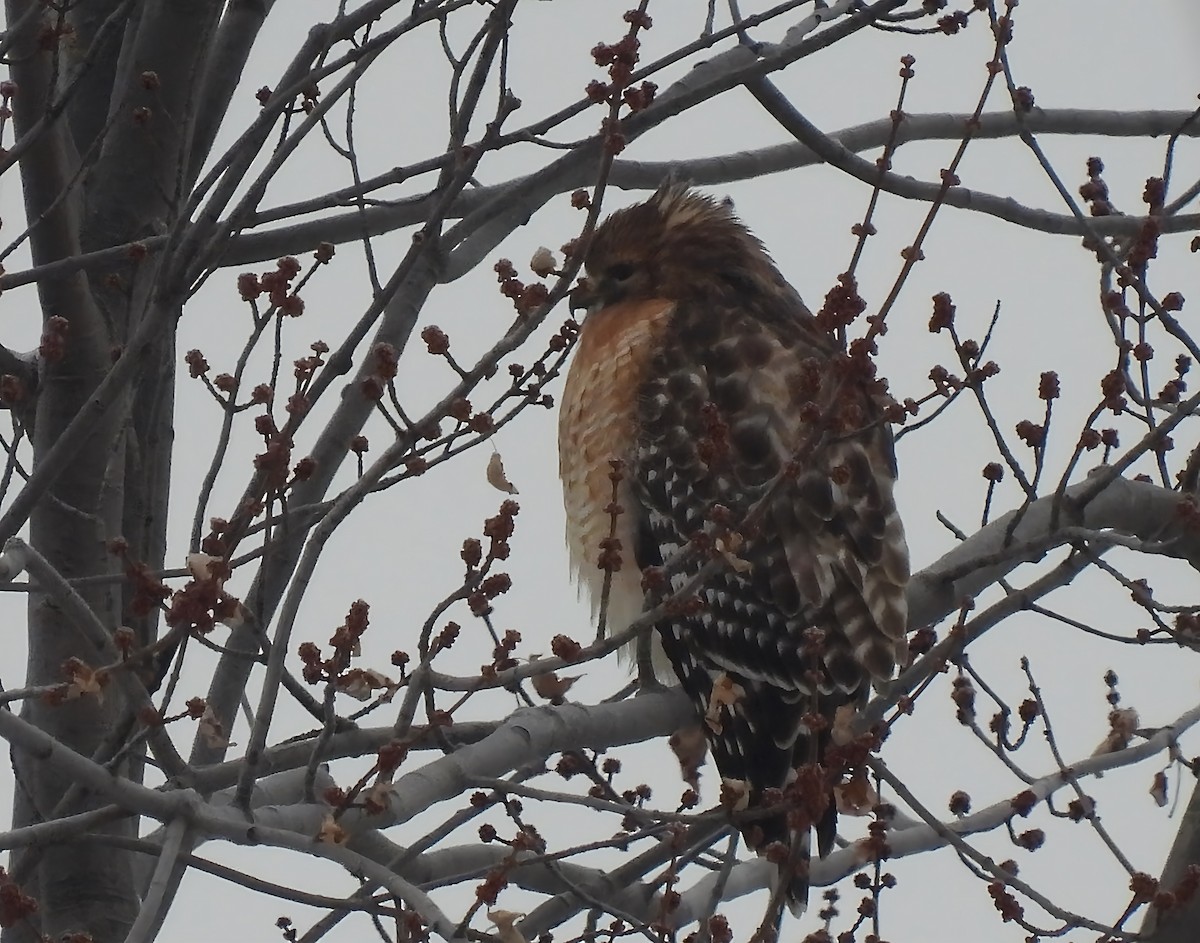 Red-shouldered Hawk - ML646298487