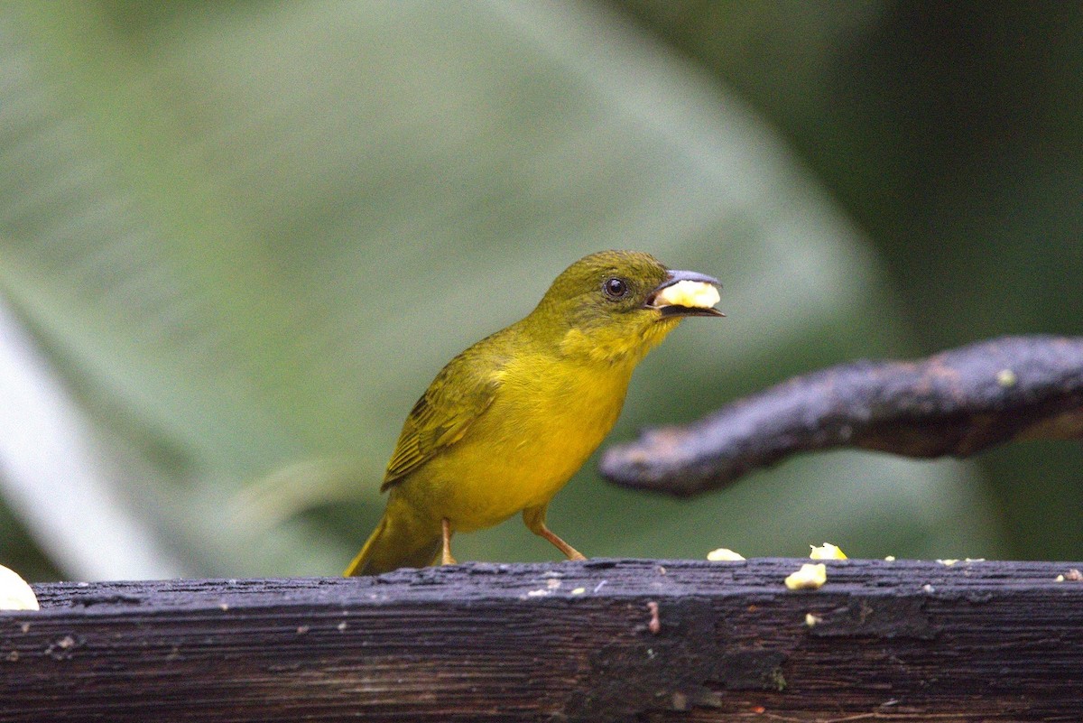 Olive-green Tanager - ML646298488