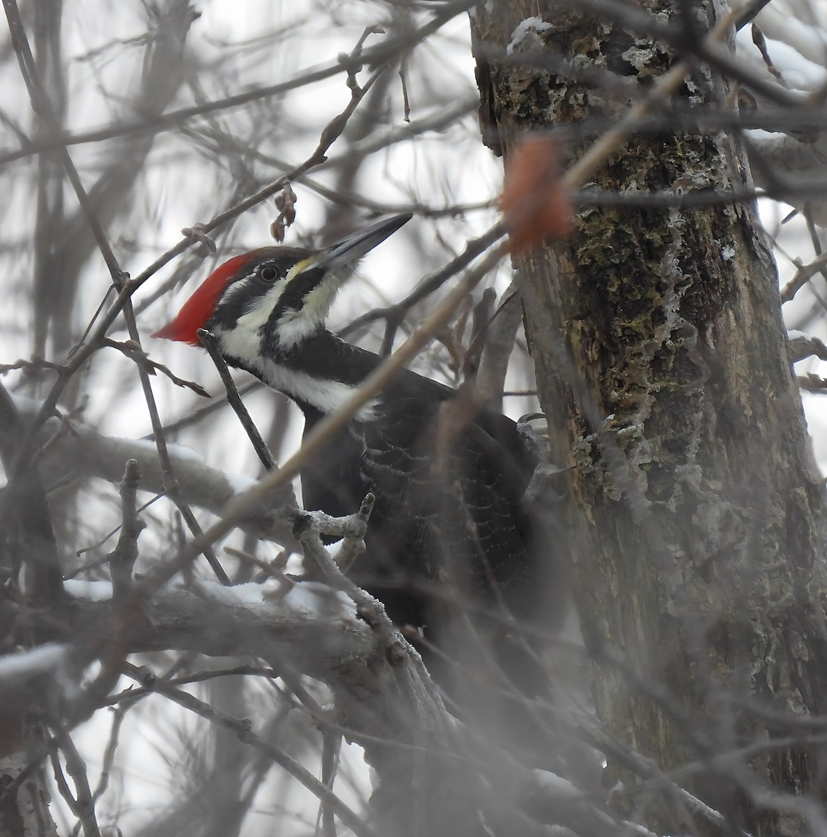 Pileated Woodpecker - ML646298491