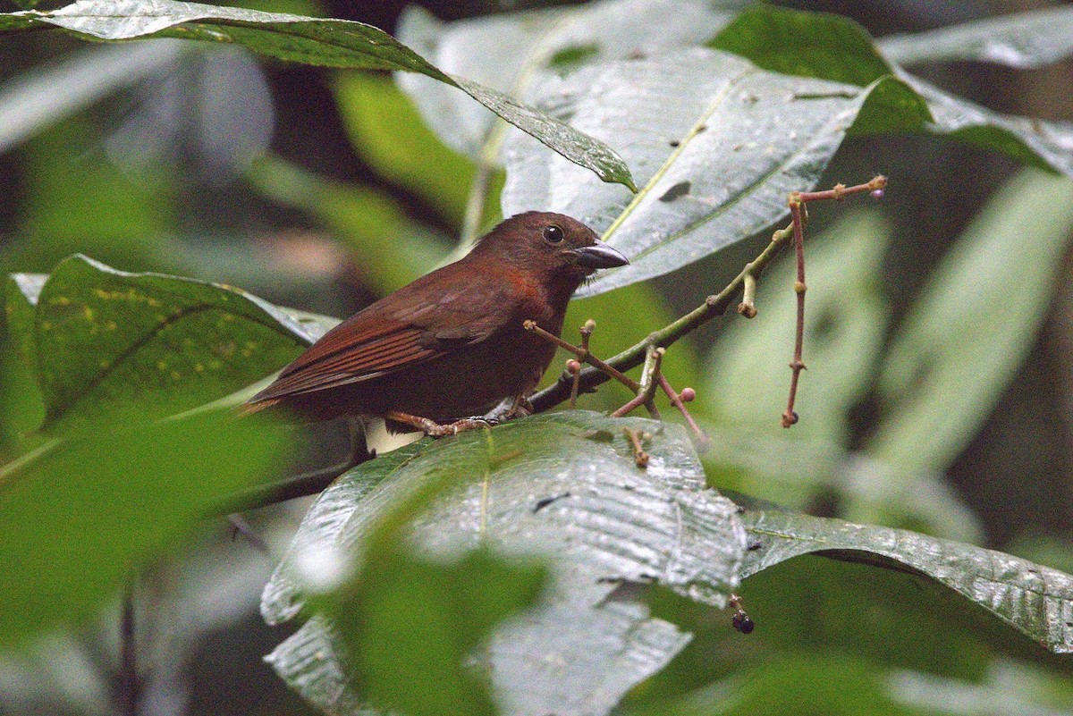 Red-crowned Ant-Tanager - ML646298494