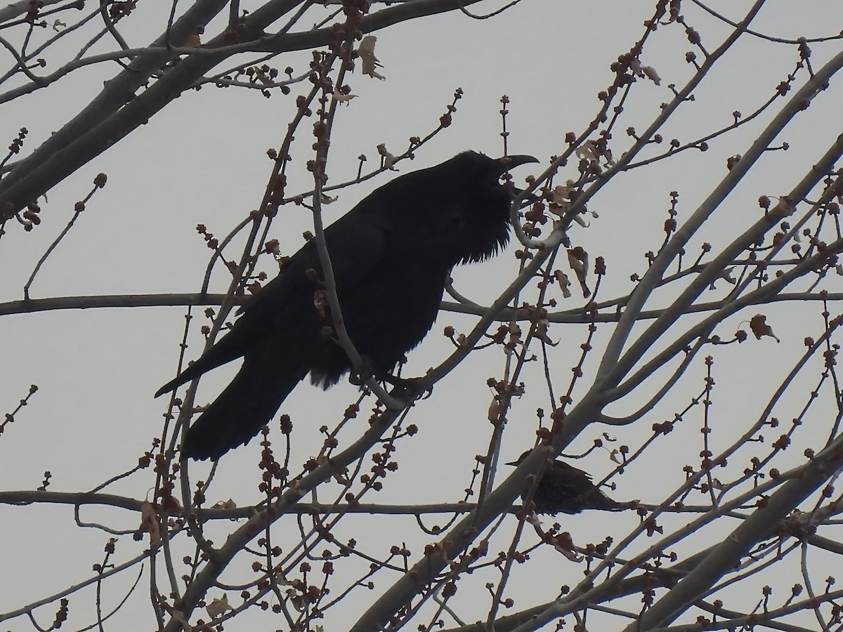 Common Raven - ML646298495
