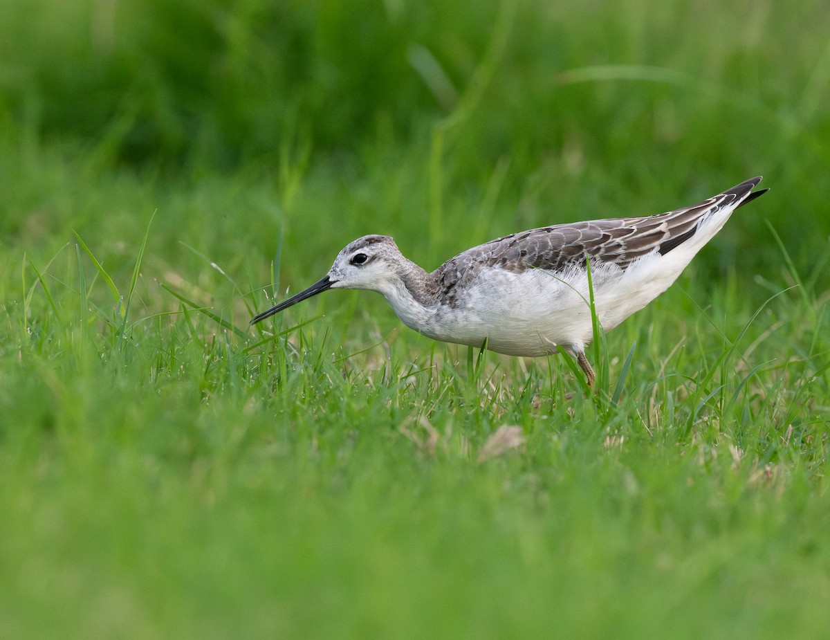 Wilsonwassertreter - ML646298501