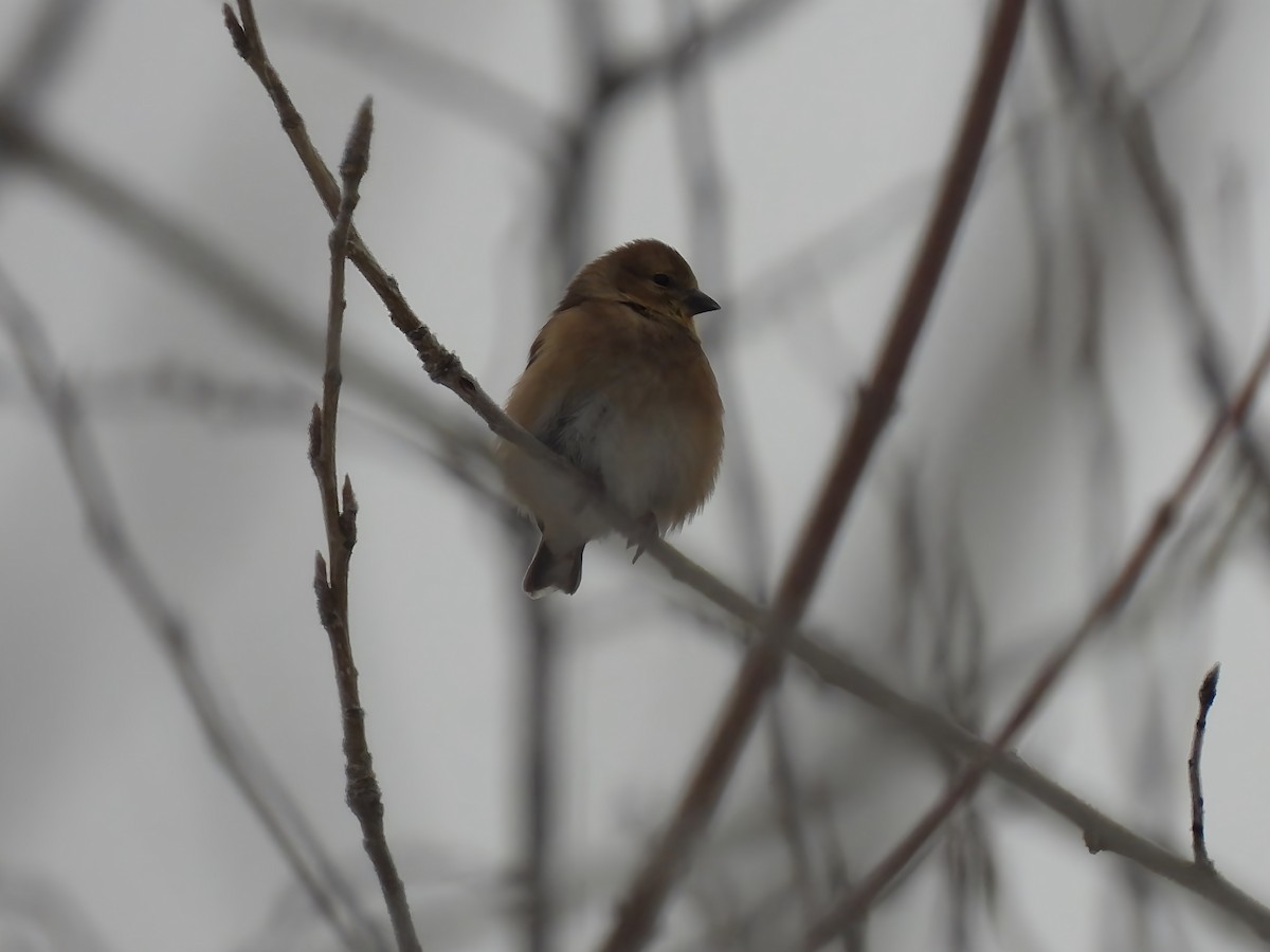 American Goldfinch - ML646298502