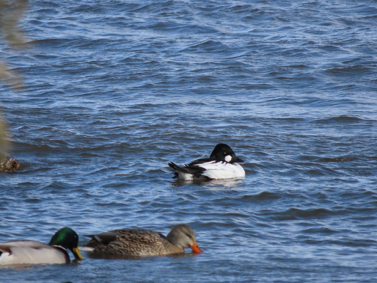 Common Goldeneye - ML646298507