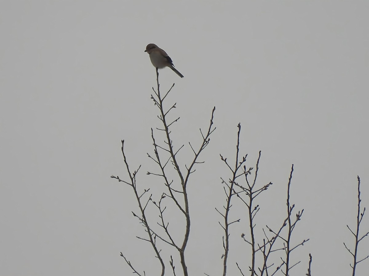 Alcaudón Boreal - ML646298509