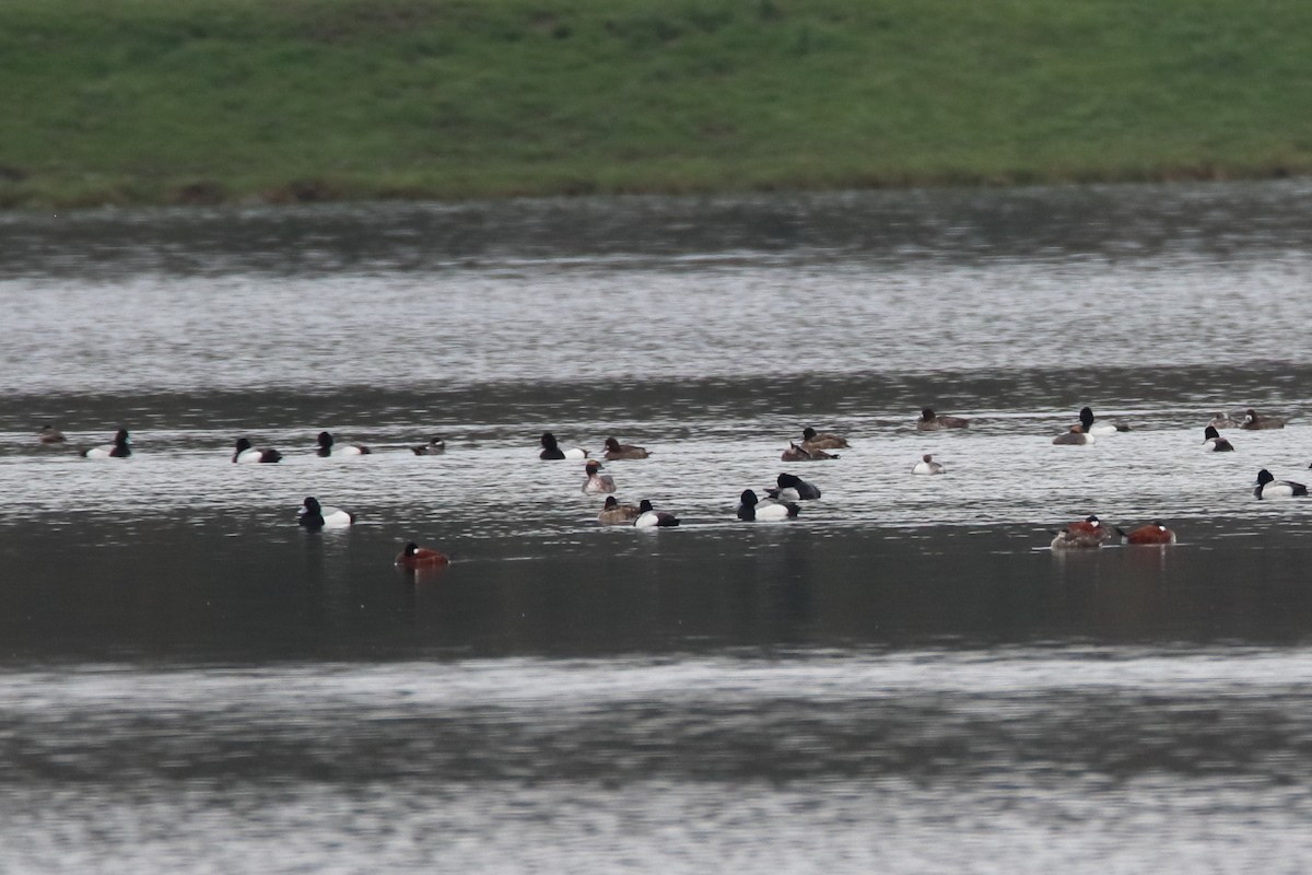 ミミカイツブリ - ML646298513