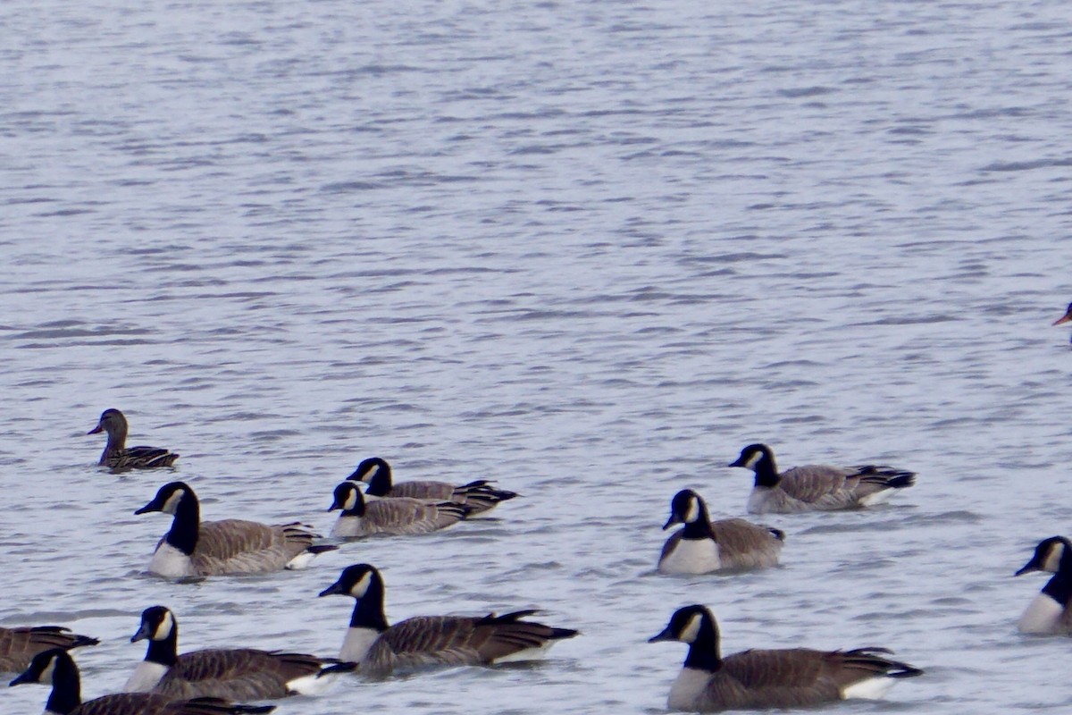 Oca canadese minore - ML646298518