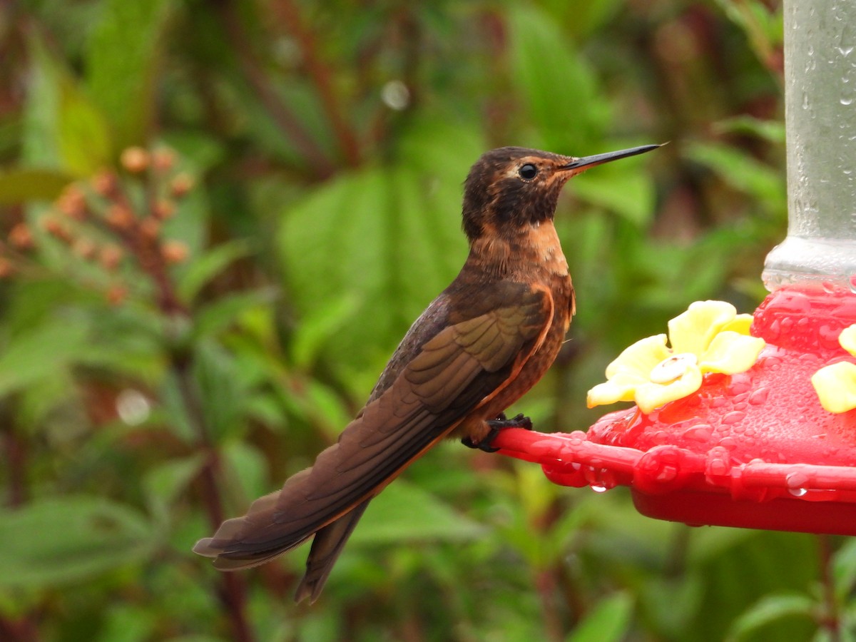 Shining Sunbeam - ML646298520