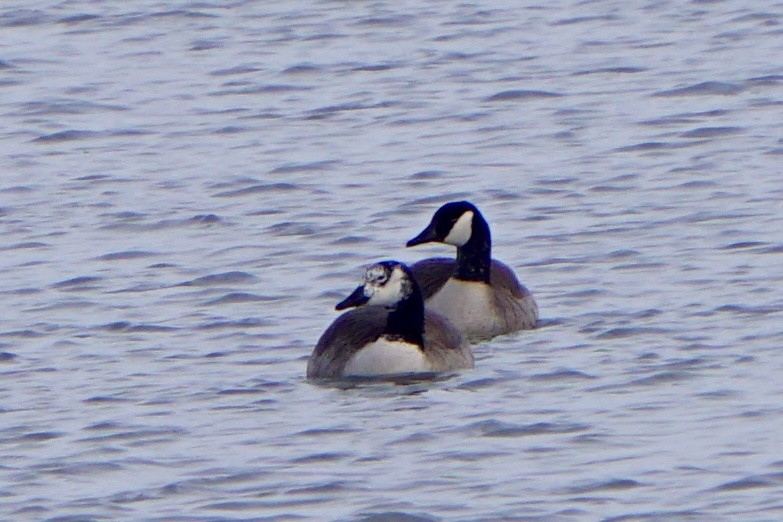 Canada Goose - ML646298521