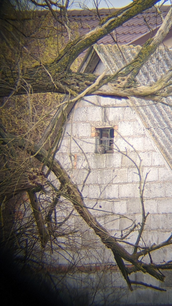 Little Owl - ML646298522