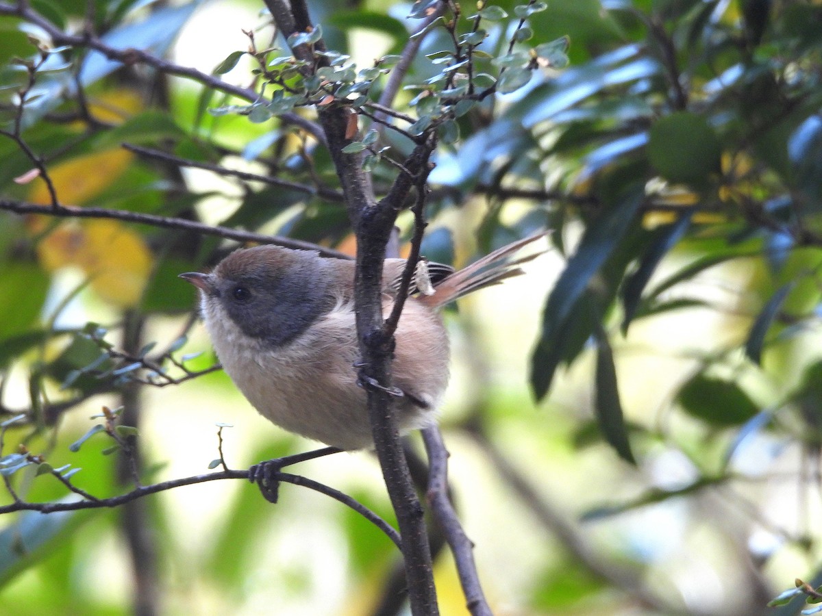 Pipipi - ML646298524