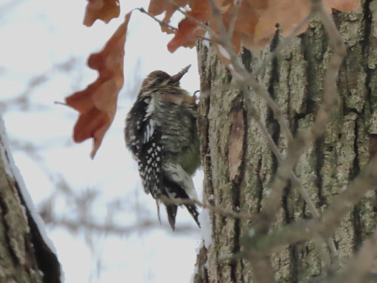 Yellow-bellied Sapsucker - ML646298525