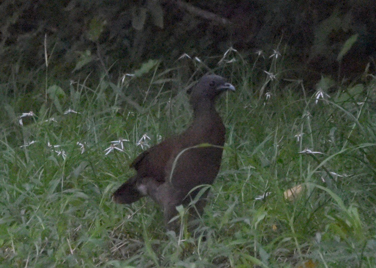 Gray-headed Chachalaca - ML646298528