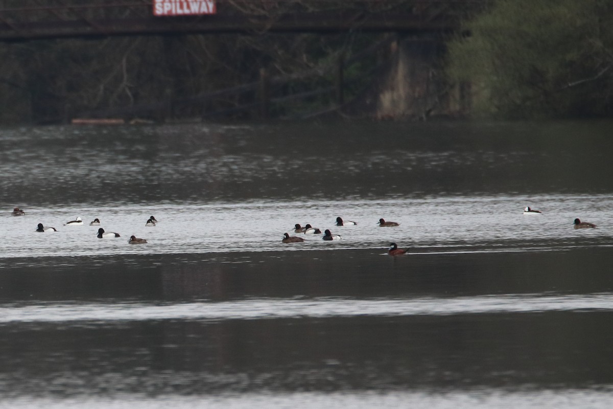 Bufflehead - ML646298530