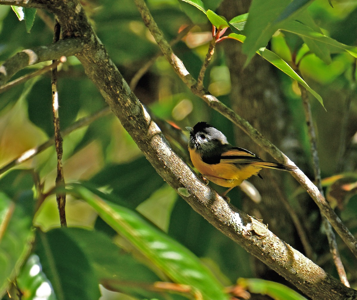 Golden-breasted Fulvetta - ML646298531