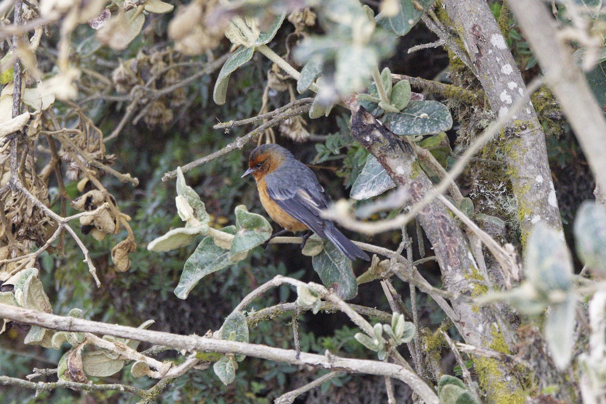 Rufous-browed Conebill - ML646298532