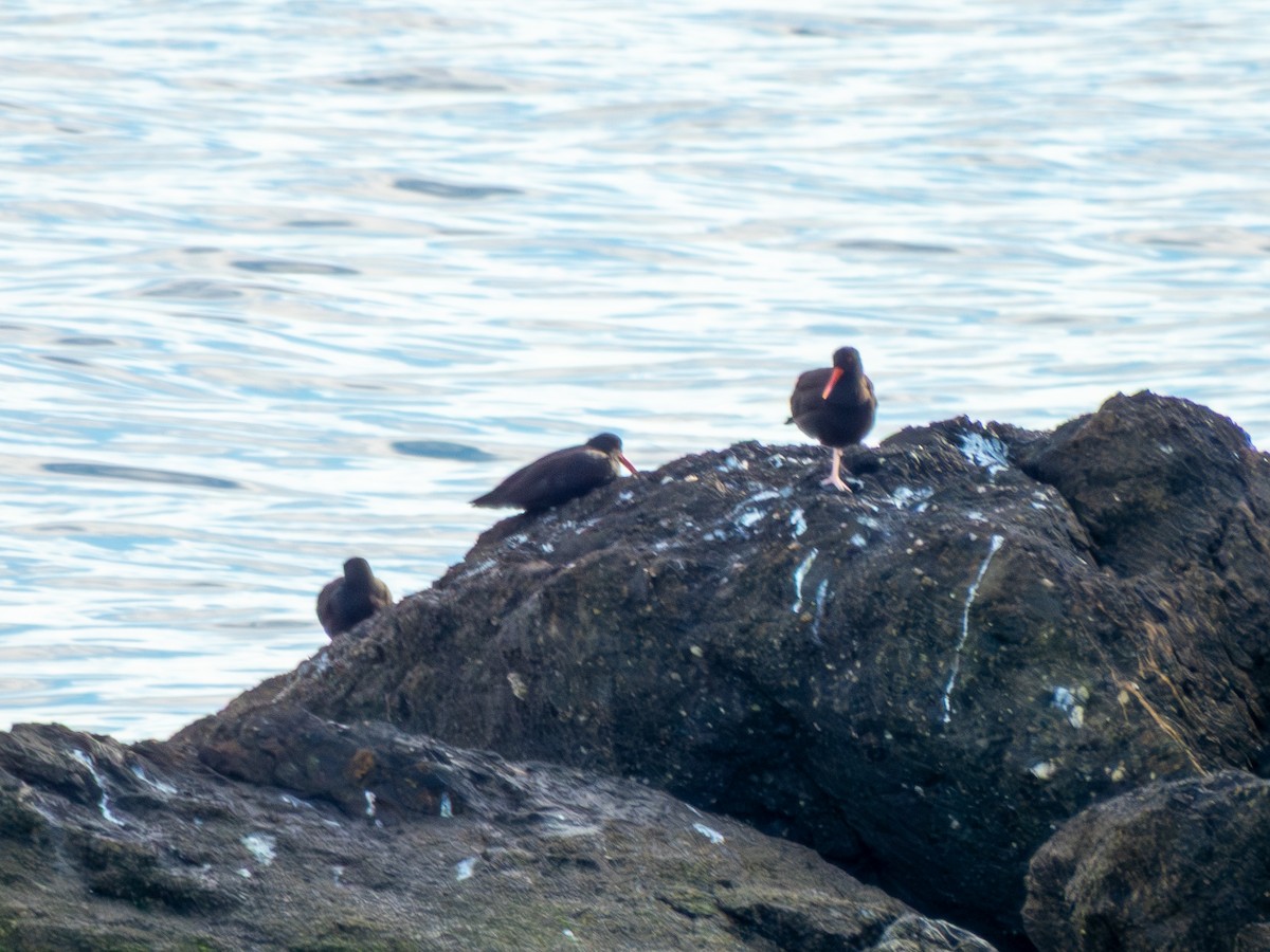 Black Oystercatcher - ML646298533