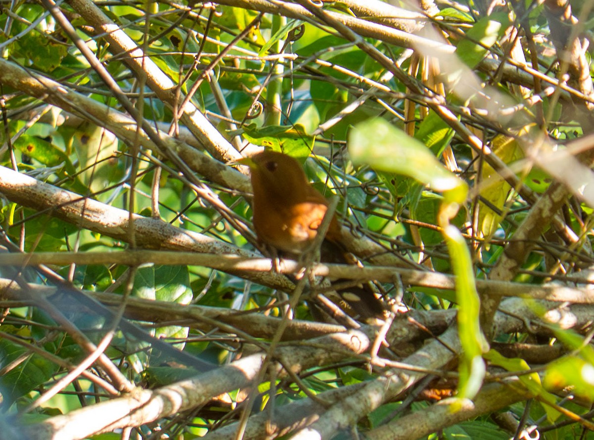 Little Cuckoo - ML646298534