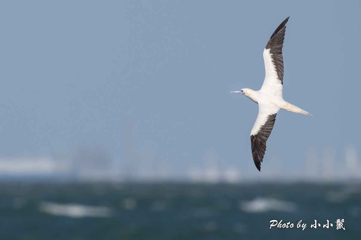 Red-footed Booby (Atlantic) - ML646298535