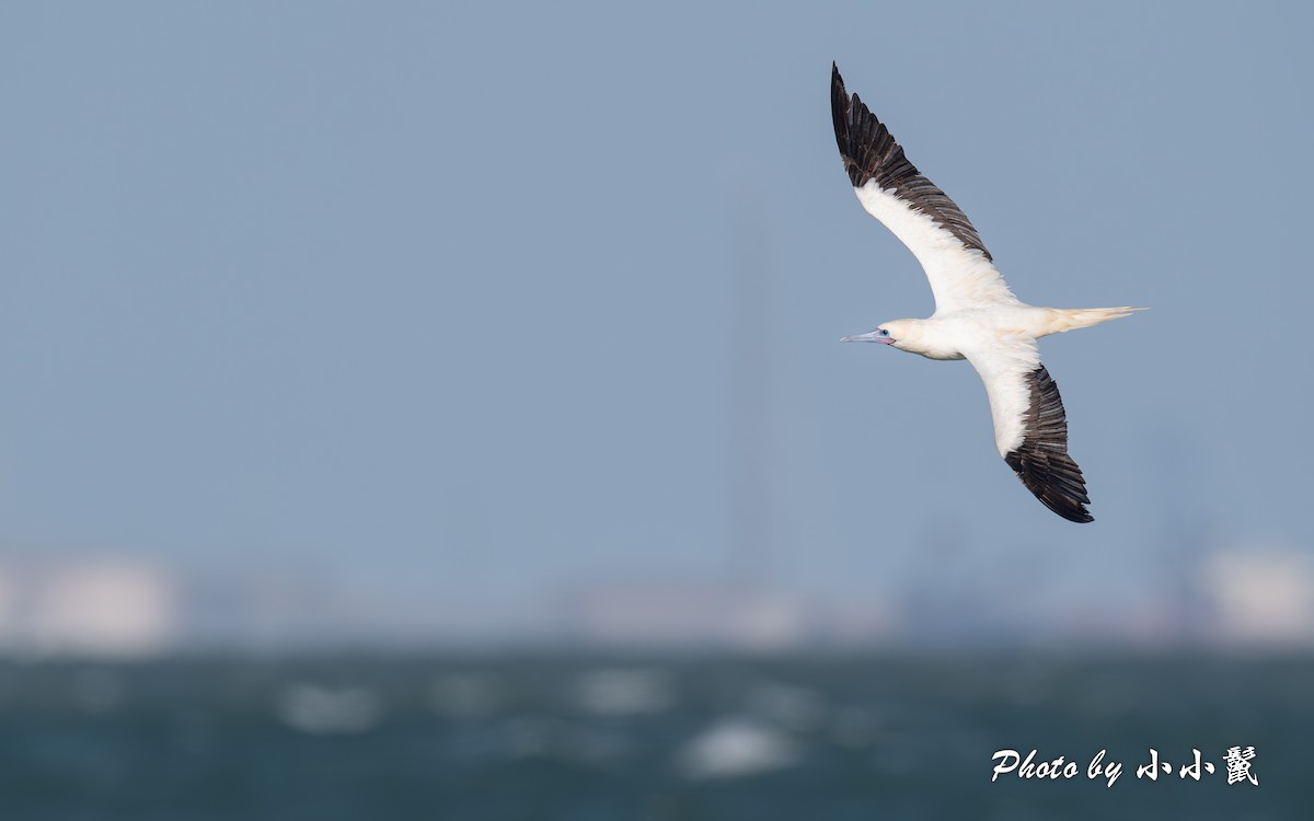 Red-footed Booby (Atlantic) - ML646298536
