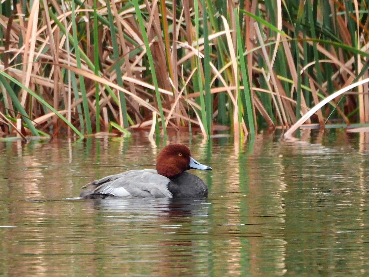 Redhead - ML646298537
